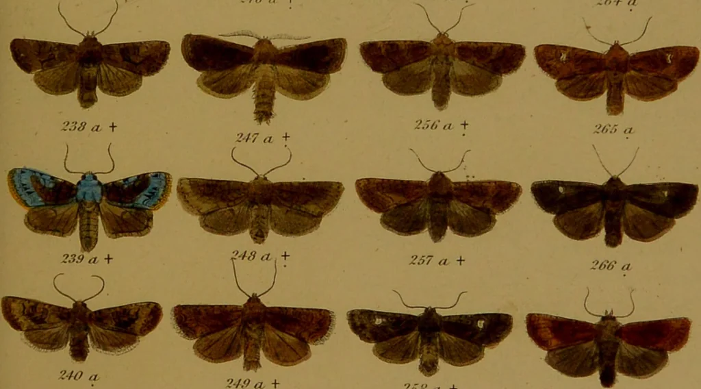 An illustration from Index entomologicus, or, A complete illustrated catalogue, consisting of upwards of two thousand accurately coloured figures of the lepidopterous insects of Great Britain / by W. Wood., 1854, leaf 135