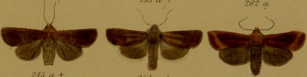 An illustration from Index entomologicus, or, A complete illustrated catalogue, consisting of upwards of two thousand accurately coloured figures of the lepidopterous insects of Great Britain / by W. Wood., 1854, leaf 135