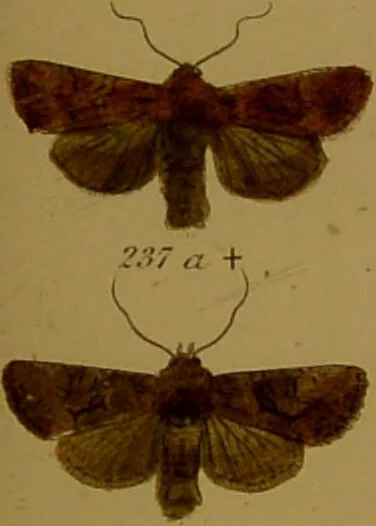 An illustration from Index entomologicus, or, A complete illustrated catalogue, consisting of upwards of two thousand accurately coloured figures of the lepidopterous insects of Great Britain / by W. Wood., 1854, leaf 135