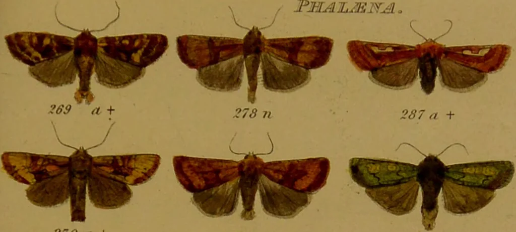 An illustration from Index entomologicus, or, A complete illustrated catalogue, consisting of upwards of two thousand accurately coloured figures of the lepidopterous insects of Great Britain / by W. Wood., 1854, leaf 143