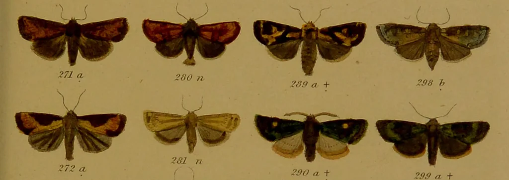 An illustration from Index entomologicus, or, A complete illustrated catalogue, consisting of upwards of two thousand accurately coloured figures of the lepidopterous insects of Great Britain / by W. Wood., 1854, leaf 143