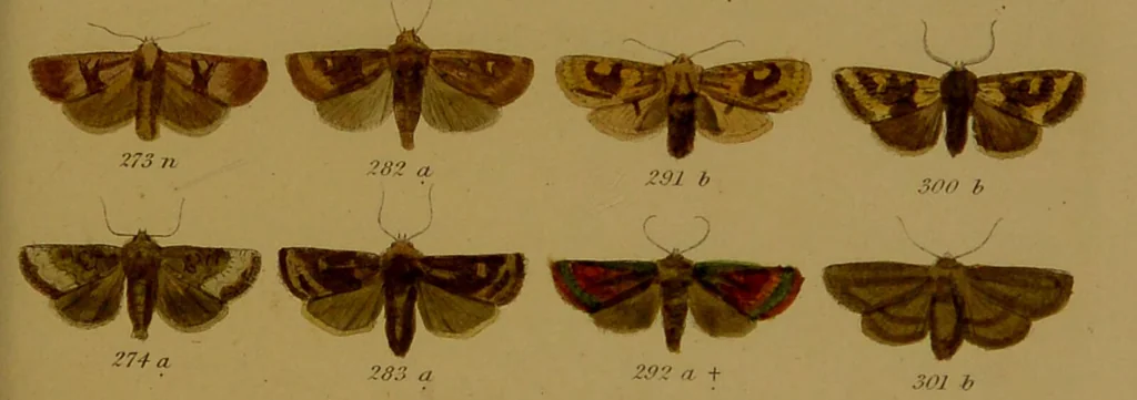 An illustration from Index entomologicus, or, A complete illustrated catalogue, consisting of upwards of two thousand accurately coloured figures of the lepidopterous insects of Great Britain / by W. Wood., 1854, leaf 143