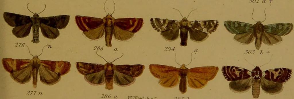An illustration from Index entomologicus, or, A complete illustrated catalogue, consisting of upwards of two thousand accurately coloured figures of the lepidopterous insects of Great Britain / by W. Wood., 1854, leaf 143