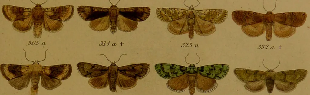 An illustration from Index entomologicus, or, A complete illustrated catalogue, consisting of upwards of two thousand accurately coloured figures of the lepidopterous insects of Great Britain / by W. Wood., 1854, leaf 151