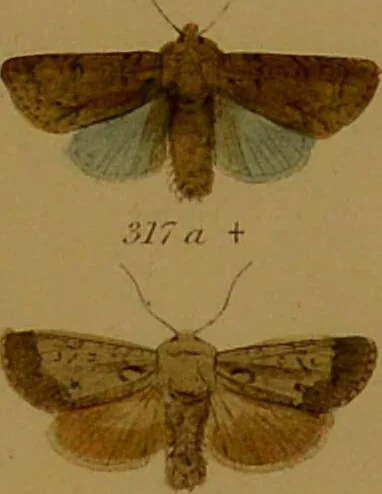 An illustration from Index entomologicus, or, A complete illustrated catalogue, consisting of upwards of two thousand accurately coloured figures of the lepidopterous insects of Great Britain / by W. Wood., 1854, leaf 151