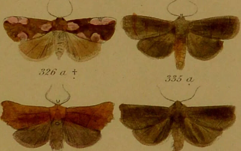 An illustration from Index entomologicus, or, A complete illustrated catalogue, consisting of upwards of two thousand accurately coloured figures of the lepidopterous insects of Great Britain / by W. Wood., 1854, leaf 151