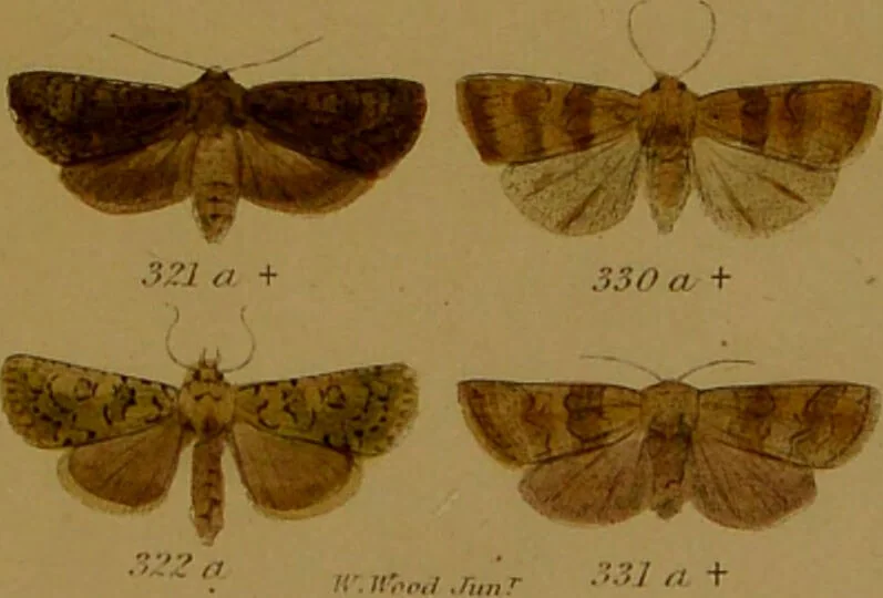 An illustration from Index entomologicus, or, A complete illustrated catalogue, consisting of upwards of two thousand accurately coloured figures of the lepidopterous insects of Great Britain / by W. Wood., 1854, leaf 151