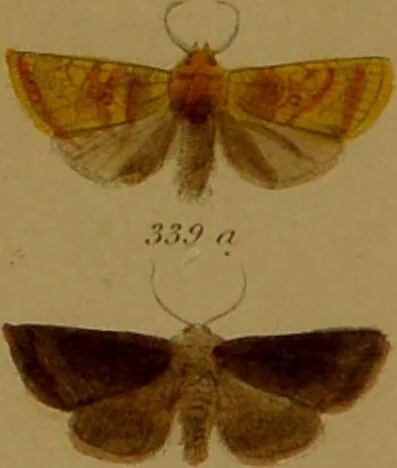 An illustration from Index entomologicus, or, A complete illustrated catalogue, consisting of upwards of two thousand accurately coloured figures of the lepidopterous insects of Great Britain / by W. Wood., 1854, leaf 151