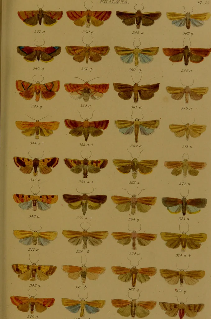 An illustration from Index entomologicus, or, A complete illustrated catalogue, consisting of upwards of two thousand accurately coloured figures of the lepidopterous insects of Great Britain / by W. Wood., 1854, leaf 159