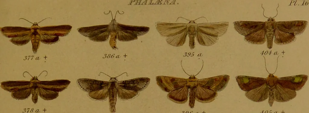 An illustration from Index entomologicus, or, A complete illustrated catalogue, consisting of upwards of two thousand accurately coloured figures of the lepidopterous insects of Great Britain / by W. Wood., 1854, leaf 167