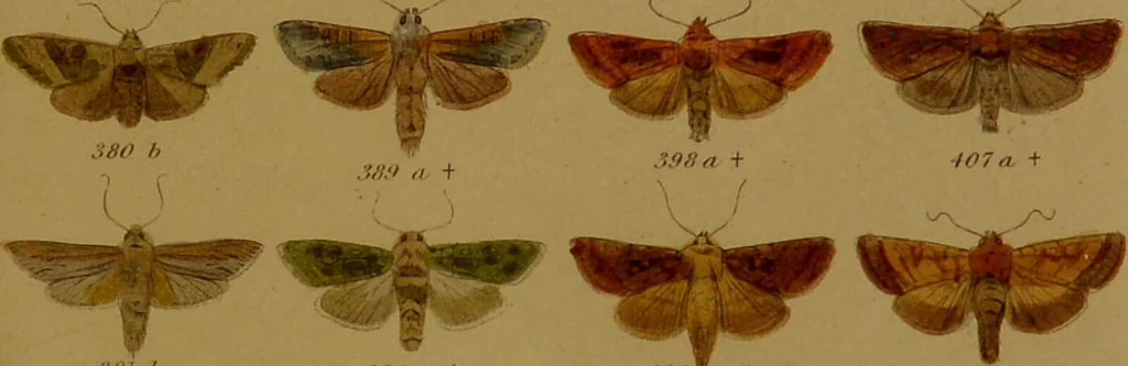 An illustration from Index entomologicus, or, A complete illustrated catalogue, consisting of upwards of two thousand accurately coloured figures of the lepidopterous insects of Great Britain / by W. Wood., 1854, leaf 167