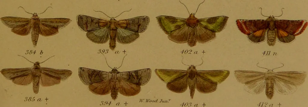 An illustration from Index entomologicus, or, A complete illustrated catalogue, consisting of upwards of two thousand accurately coloured figures of the lepidopterous insects of Great Britain / by W. Wood., 1854, leaf 167