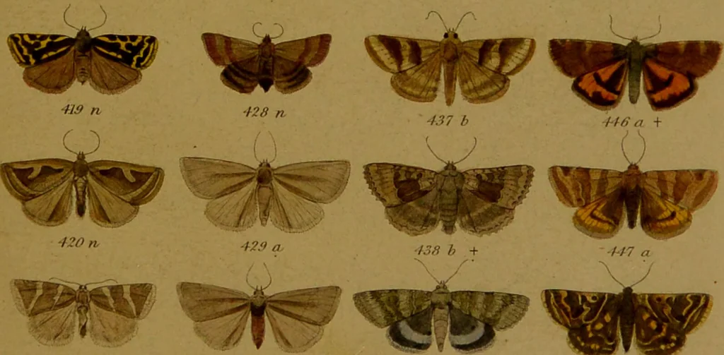 An illustration from Index entomologicus, or, A complete illustrated catalogue, consisting of upwards of two thousand accurately coloured figures of the lepidopterous insects of Great Britain / by W. Wood., 1854, leaf 175