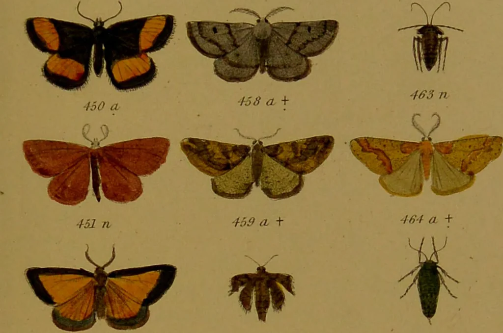 An illustration from Index entomologicus, or, A complete illustrated catalogue, consisting of upwards of two thousand accurately coloured figures of the lepidopterous insects of Great Britain / by W. Wood., 1854, leaf 183