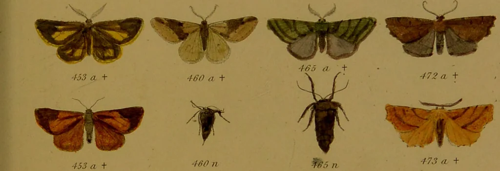 An illustration from Index entomologicus, or, A complete illustrated catalogue, consisting of upwards of two thousand accurately coloured figures of the lepidopterous insects of Great Britain / by W. Wood., 1854, leaf 183