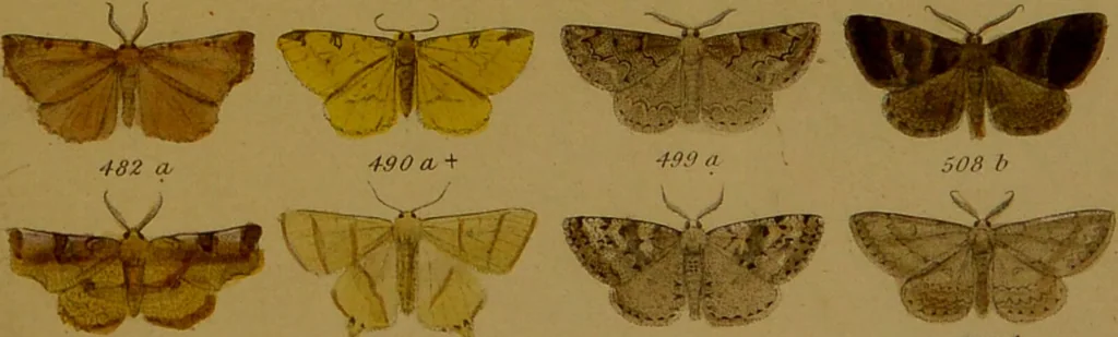 An illustration from Index entomologicus, or, A complete illustrated catalogue, consisting of upwards of two thousand accurately coloured figures of the lepidopterous insects of Great Britain / by W. Wood., 1854, leaf 191