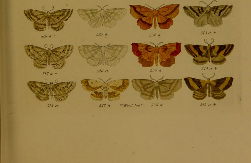 An illustration from Index entomologicus, or, A complete illustrated catalogue, consisting of upwards of two thousand accurately coloured figures of the lepidopterous insects of Great Britain / by W. Wood., 1854, leaf 199