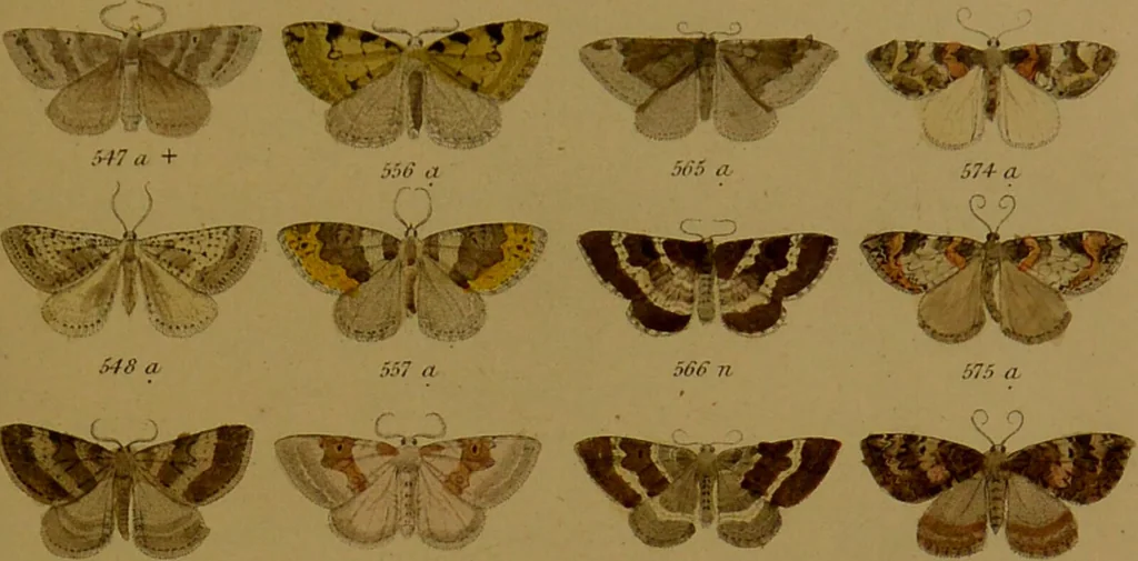 An illustration from Index entomologicus, or, A complete illustrated catalogue, consisting of upwards of two thousand accurately coloured figures of the lepidopterous insects of Great Britain / by W. Wood., 1854, leaf 211