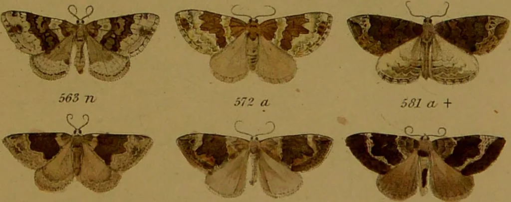 An illustration from Index entomologicus, or, A complete illustrated catalogue, consisting of upwards of two thousand accurately coloured figures of the lepidopterous insects of Great Britain / by W. Wood., 1854, leaf 211