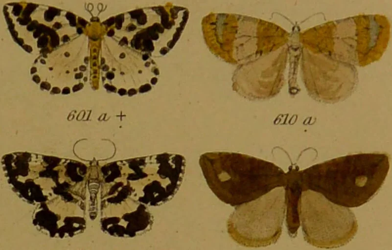 An illustration from Index entomologicus, or, A complete illustrated catalogue, consisting of upwards of two thousand accurately coloured figures of the lepidopterous insects of Great Britain / by W. Wood., 1854, leaf 219