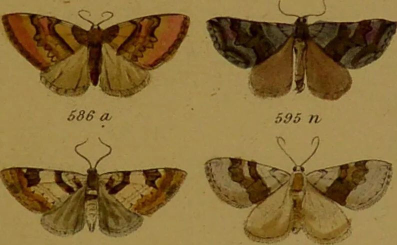 An illustration from Index entomologicus, or, A complete illustrated catalogue, consisting of upwards of two thousand accurately coloured figures of the lepidopterous insects of Great Britain / by W. Wood., 1854, leaf 219