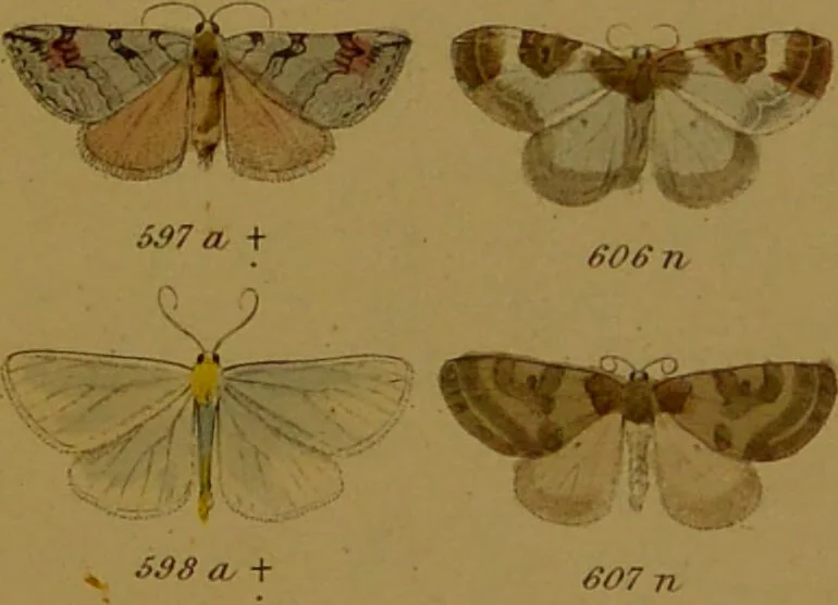 An illustration from Index entomologicus, or, A complete illustrated catalogue, consisting of upwards of two thousand accurately coloured figures of the lepidopterous insects of Great Britain / by W. Wood., 1854, leaf 219