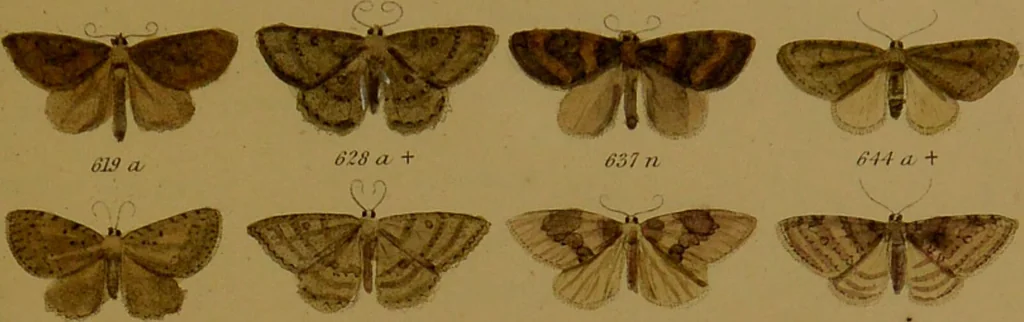 An illustration from Index entomologicus, or, A complete illustrated catalogue, consisting of upwards of two thousand accurately coloured figures of the lepidopterous insects of Great Britain / by W. Wood., 1854, leaf 227