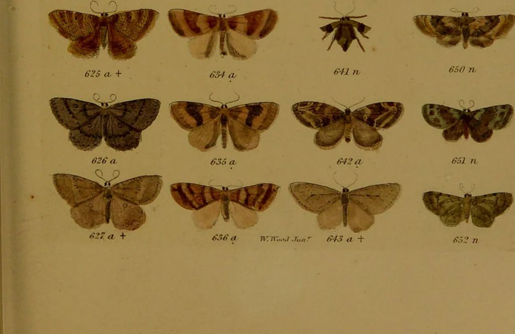 An illustration from Index entomologicus, or, A complete illustrated catalogue, consisting of upwards of two thousand accurately coloured figures of the lepidopterous insects of Great Britain / by W. Wood., 1854, leaf 227