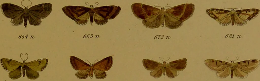 An illustration from Index entomologicus, or, A complete illustrated catalogue, consisting of upwards of two thousand accurately coloured figures of the lepidopterous insects of Great Britain / by W. Wood., 1854, leaf 235
