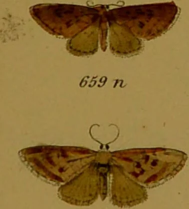 An illustration from Index entomologicus, or, A complete illustrated catalogue, consisting of upwards of two thousand accurately coloured figures of the lepidopterous insects of Great Britain / by W. Wood., 1854, leaf 235