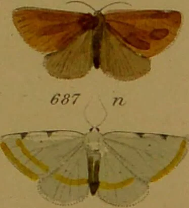 An illustration from Index entomologicus, or, A complete illustrated catalogue, consisting of upwards of two thousand accurately coloured figures of the lepidopterous insects of Great Britain / by W. Wood., 1854, leaf 235