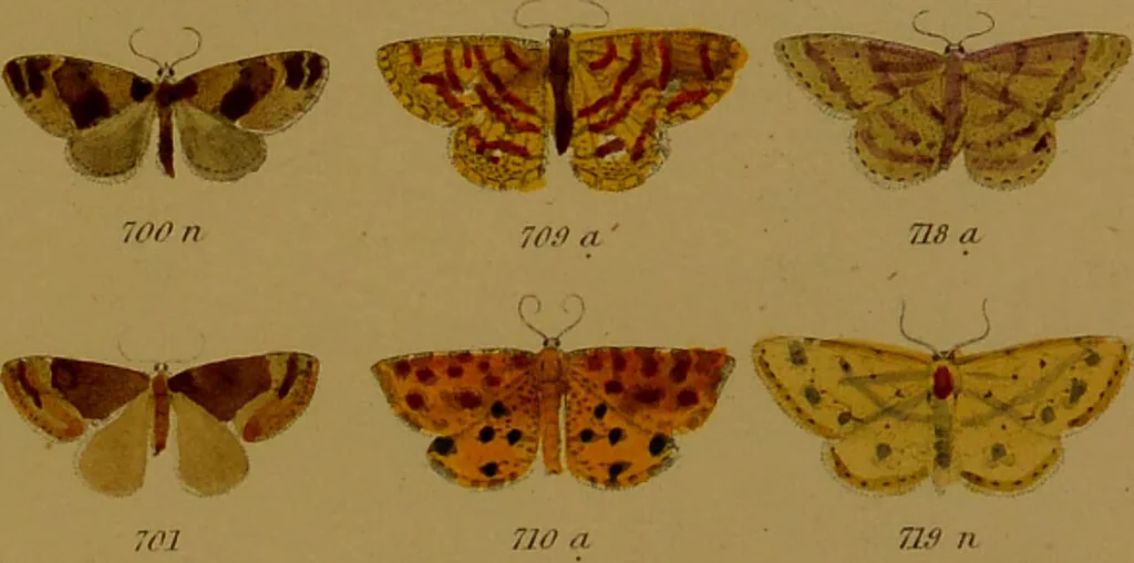 An illustration from Index entomologicus, or, A complete illustrated catalogue, consisting of upwards of two thousand accurately coloured figures of the lepidopterous insects of Great Britain / by W. Wood., 1854, leaf 243