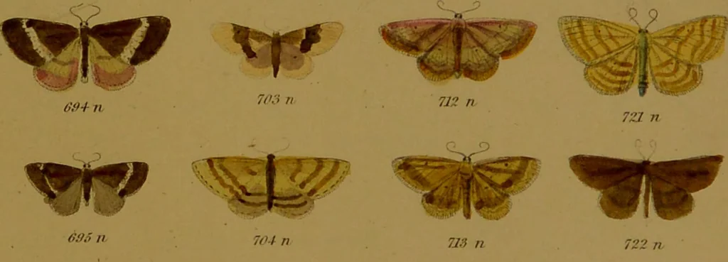 An illustration from Index entomologicus, or, A complete illustrated catalogue, consisting of upwards of two thousand accurately coloured figures of the lepidopterous insects of Great Britain / by W. Wood., 1854, leaf 243