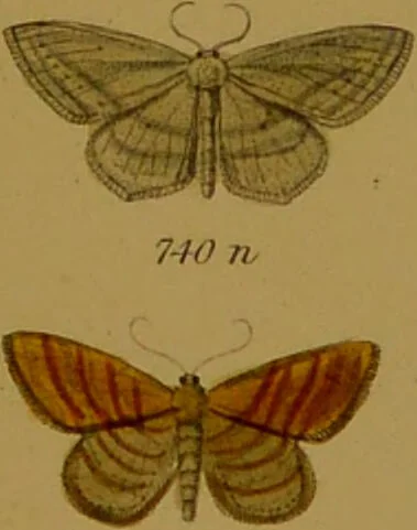 An illustration from Index entomologicus, or, A complete illustrated catalogue, consisting of upwards of two thousand accurately coloured figures of the lepidopterous insects of Great Britain / by W. Wood., 1854, leaf 251