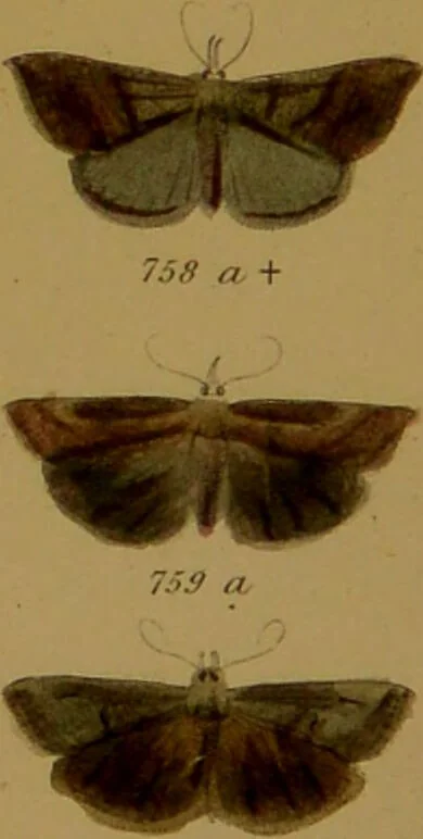 An illustration from Index entomologicus, or, A complete illustrated catalogue, consisting of upwards of two thousand accurately coloured figures of the lepidopterous insects of Great Britain / by W. Wood., 1854, leaf 251