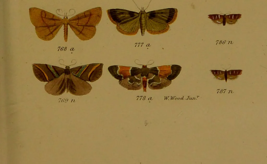 An illustration from Index entomologicus, or, A complete illustrated catalogue, consisting of upwards of two thousand accurately coloured figures of the lepidopterous insects of Great Britain / by W. Wood., 1854, leaf 259