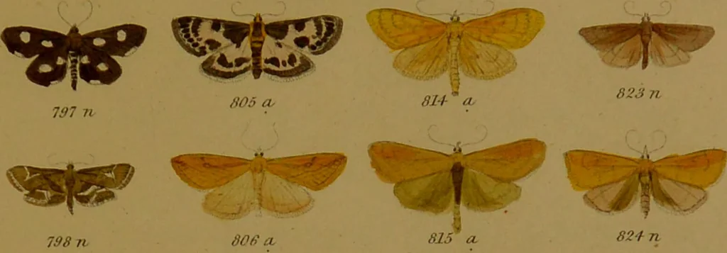 An illustration from Index entomologicus, or, A complete illustrated catalogue, consisting of upwards of two thousand accurately coloured figures of the lepidopterous insects of Great Britain / by W. Wood., 1854, leaf 273