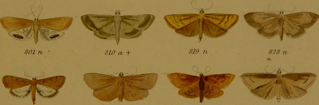 An illustration from Index entomologicus, or, A complete illustrated catalogue, consisting of upwards of two thousand accurately coloured figures of the lepidopterous insects of Great Britain / by W. Wood., 1854, leaf 273