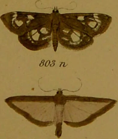 An illustration from Index entomologicus, or, A complete illustrated catalogue, consisting of upwards of two thousand accurately coloured figures of the lepidopterous insects of Great Britain / by W. Wood., 1854, leaf 273