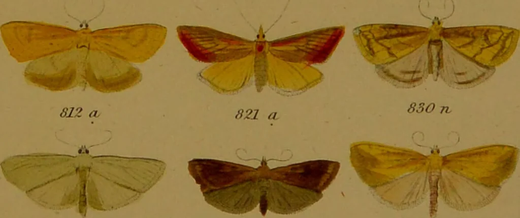 An illustration from Index entomologicus, or, A complete illustrated catalogue, consisting of upwards of two thousand accurately coloured figures of the lepidopterous insects of Great Britain / by W. Wood., 1854, leaf 273