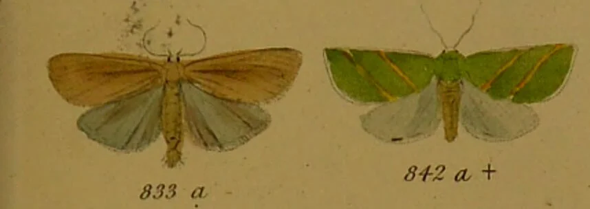 An illustration from Index entomologicus, or, A complete illustrated catalogue, consisting of upwards of two thousand accurately coloured figures of the lepidopterous insects of Great Britain / by W. Wood., 1854, leaf 281