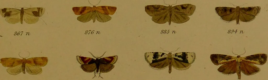 An illustration from Index entomologicus, or, A complete illustrated catalogue, consisting of upwards of two thousand accurately coloured figures of the lepidopterous insects of Great Britain / by W. Wood., 1854, leaf 289