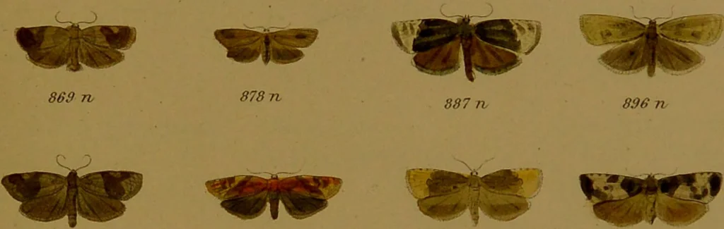 An illustration from Index entomologicus, or, A complete illustrated catalogue, consisting of upwards of two thousand accurately coloured figures of the lepidopterous insects of Great Britain / by W. Wood., 1854, leaf 289