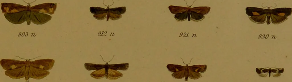 An illustration from Index entomologicus, or, A complete illustrated catalogue, consisting of upwards of two thousand accurately coloured figures of the lepidopterous insects of Great Britain / by W. Wood., 1854, leaf 301