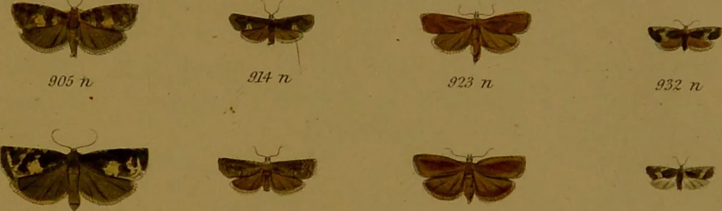 An illustration from Index entomologicus, or, A complete illustrated catalogue, consisting of upwards of two thousand accurately coloured figures of the lepidopterous insects of Great Britain / by W. Wood., 1854, leaf 301