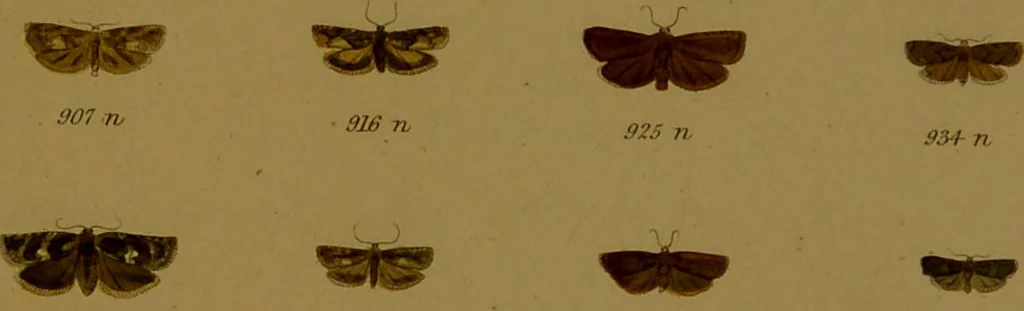 An illustration from Index entomologicus, or, A complete illustrated catalogue, consisting of upwards of two thousand accurately coloured figures of the lepidopterous insects of Great Britain / by W. Wood., 1854, leaf 301