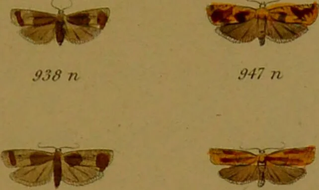 An illustration from Index entomologicus, or, A complete illustrated catalogue, consisting of upwards of two thousand accurately coloured figures of the lepidopterous insects of Great Britain / by W. Wood., 1854, leaf 309