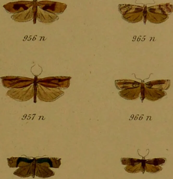 An illustration from Index entomologicus, or, A complete illustrated catalogue, consisting of upwards of two thousand accurately coloured figures of the lepidopterous insects of Great Britain / by W. Wood., 1854, leaf 309