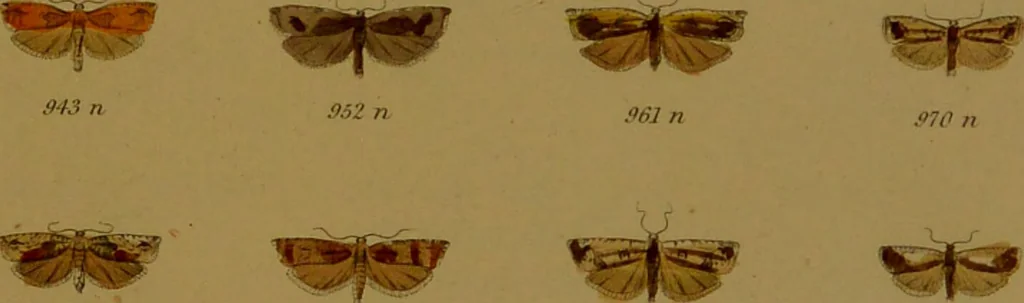 An illustration from Index entomologicus, or, A complete illustrated catalogue, consisting of upwards of two thousand accurately coloured figures of the lepidopterous insects of Great Britain / by W. Wood., 1854, leaf 309
