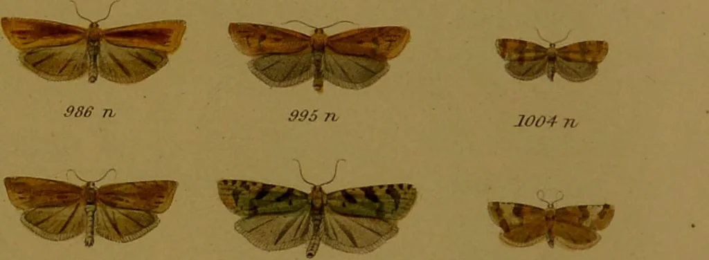 An illustration from Index entomologicus, or, A complete illustrated catalogue, consisting of upwards of two thousand accurately coloured figures of the lepidopterous insects of Great Britain / by W. Wood., 1854, leaf 317